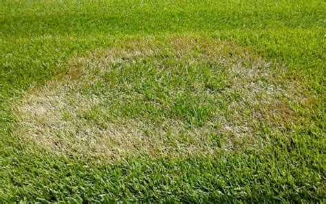 9 Common Lawn Problems And How To Fix Them Expert Tips