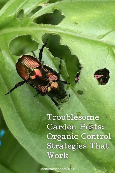 12 Proven Ways To Get Rid Of Japanese Beetles On Onions 2023 Artofit
