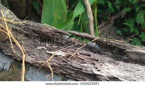 Rotten Wooden Branches That Fell Ground Stock Photo 1934225891