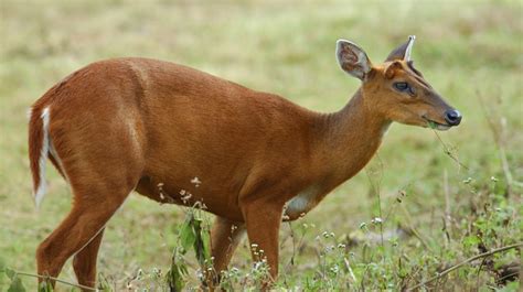 Muntjac Deer Muntiacus About Animals