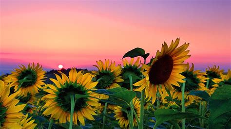Sunflower Field Desktop Background Is Cool Wallpapers