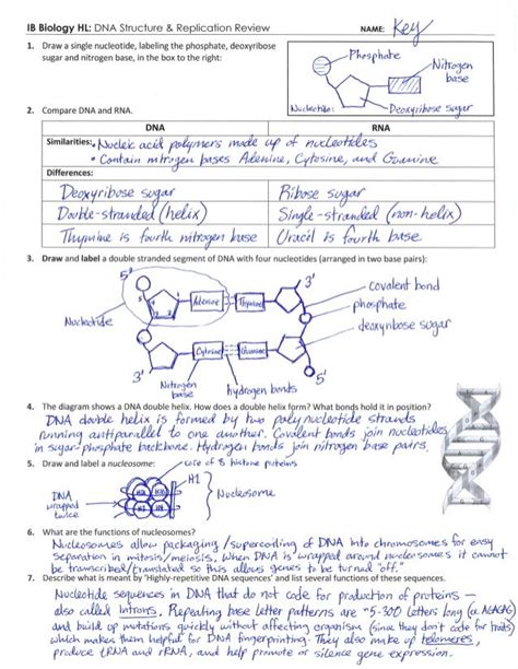 May Sheets Discovering Dna Structure Worksheet Answer Key
