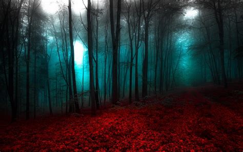 Wallpaper Sunlight Trees Landscape Forest Night Nature Red