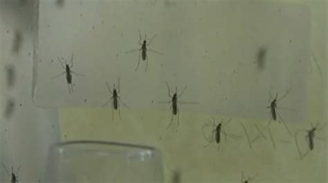 Are You A Mosquito Magnet It Could Be Your Smell Boston News