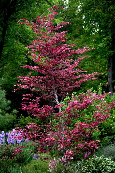 Tri Colored Beech Tree