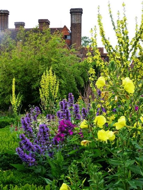 Verbascum And Evening Primrose Garden Inspiration Evening Primrose
