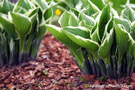 18 Plantas De Sombra Para Interior O Jardin Jardinería Practica