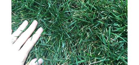 Emerald Green Turf Type Tall Fescue Lawn Grass Seed Nixa Hardware