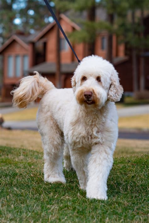 Australian Labradoodle Puppies For Sale Spokane Wa Solid And Parti