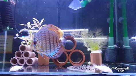 오스카 부티크 호텔 (oscar boutique hotel). 초보물고기키우기 열대어 고대어 디스커스 오스카 폴립테루스 ...