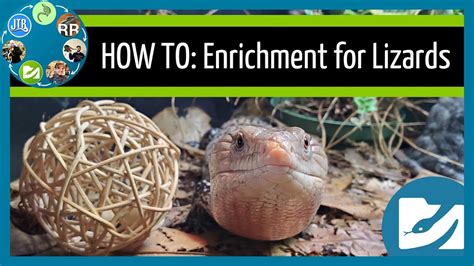 How To Provide Enrichment For Lizards Progressing Your Reptile Care