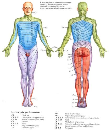 Neurological Myotome Dermatome Peripheral And Spinal Nerve Test