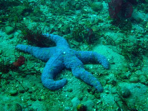 Sea Star A Sea Star At Maury Island Marine Park Patrick Briggs