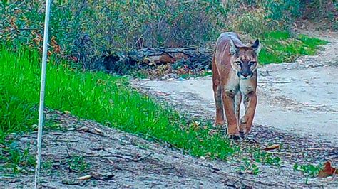 Whiting Ranch Wilderness Park Closed After Mountain Lion Sightings