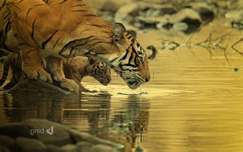 Wallpaper Water Tiger Wildlife Big Cats Baby Animals Fauna