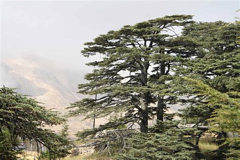 Lebanese Cedar Tree