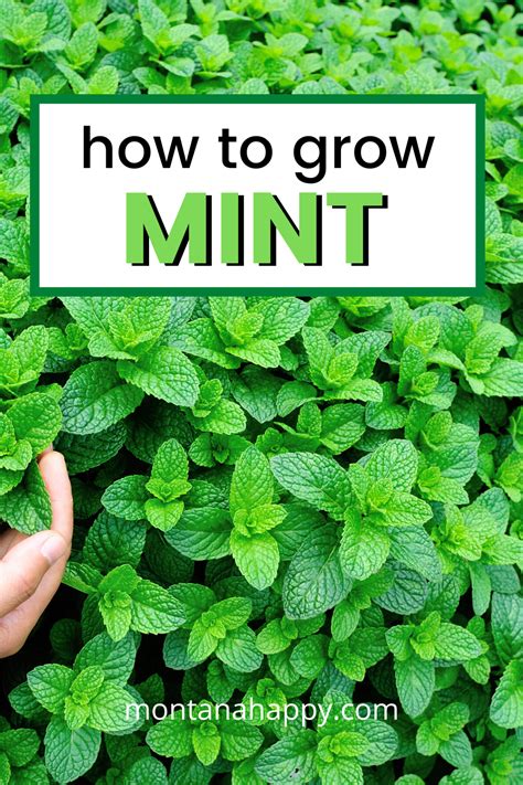 How To Grow Mint Will Show You Why Every Garden Should Include This