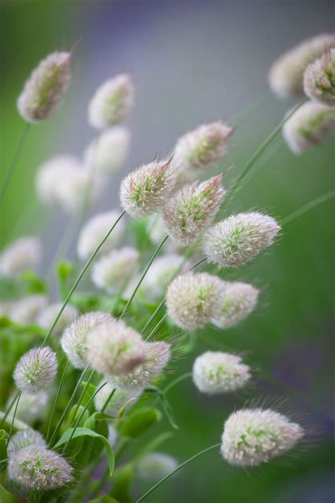 Lagurus Ovatus Bunnys Tail Grass Sarah Raven