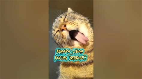 Alasan Kenapa Lidah Kucing Berduri 😸shorts Shortsfeed Cat Youtube