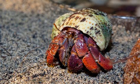 Land Hermit Crab Smithsonians National Zoo And Conservation Biology
