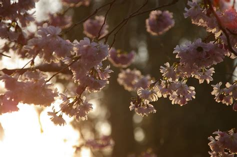 Spring Trees And Flowers Wallpaper