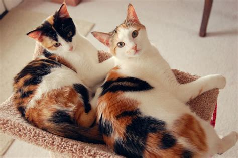 27 Best Images About Calico Colored Animals On Pinterest Calico Cats