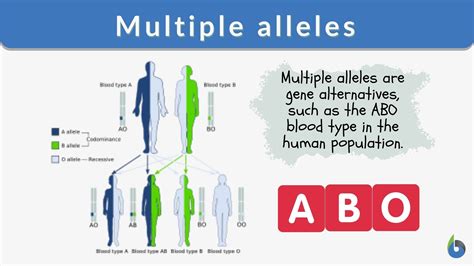 Multiple Alleles Definition And Examples Biology Online Dictionary