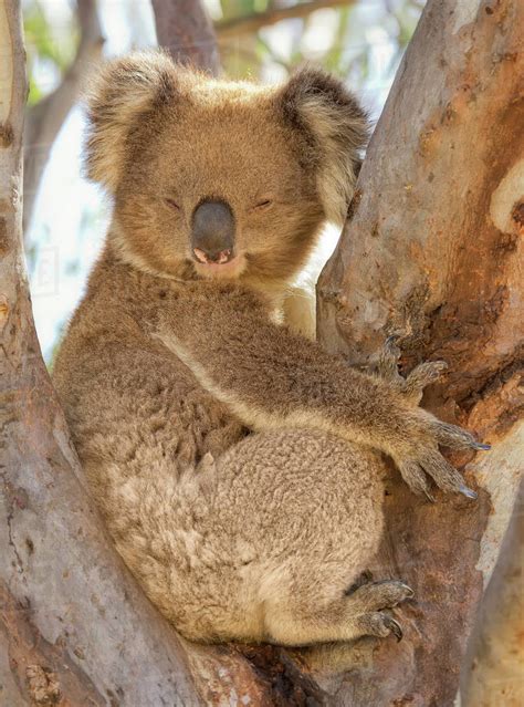 Koala Bear Sitting In Tree Victoria Australia Stock Photo Dissolve