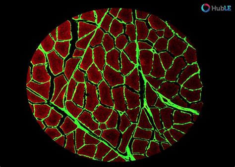 Imaging Of Skeletal Muscle Cells And Extracellular Matrix Ifmrs Huble