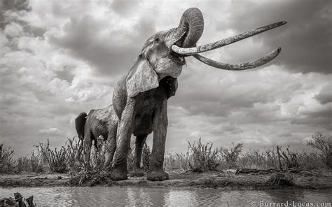 Incredible Photos Capture Last Glimpse Of Long Tusked Elephant Queen Live Science