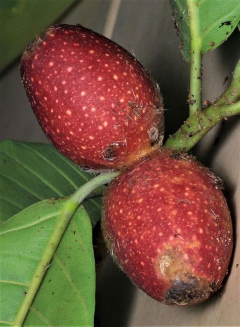 Ficus Cucurbitina Tawau Hills Park The Figs Of Borneo