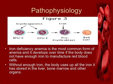 Anemia Types And Causes Sai Swaroop