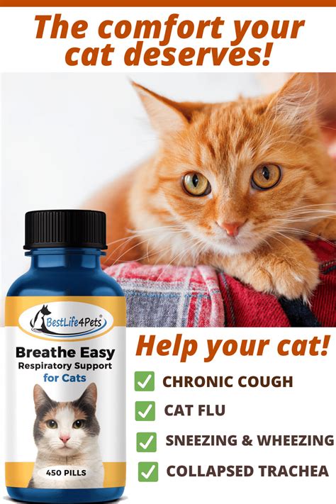 Cat Stuffy Nose Home Remedy All Things About Pets