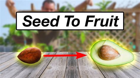 Growing Avocado Tips From Seed To Fruit Youtube
