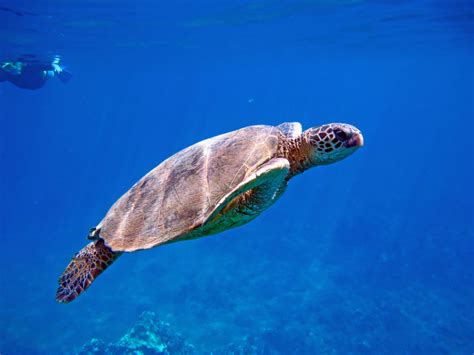 MauiMagic Turtles 013 Maui Magic Snorkel
