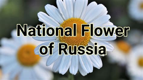 What Is The National Flower Of Russia Best Flower Site