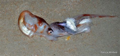 Paper Nautilus Found On Ormond Beach Blog The Beach