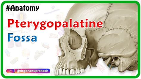 Pterygopalatine Fossa Head And Neck Gross Anatomy Medical Animation