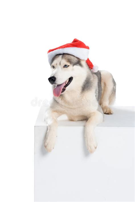 Studio Shot Of Siberian Husky Dog In Santa Hat Stock Photo Image Of