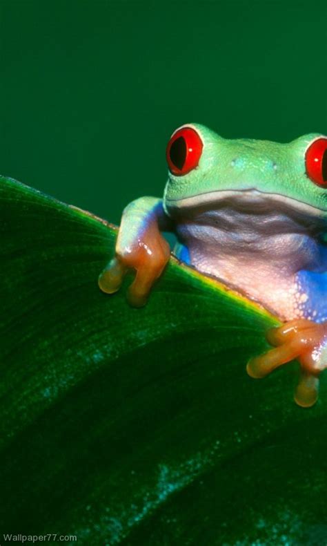 46 Frogs Wallpaper Desktop Wallpapersafari
