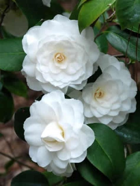 Camellia Japonica White By The Gate Camellia Kings Garden Center