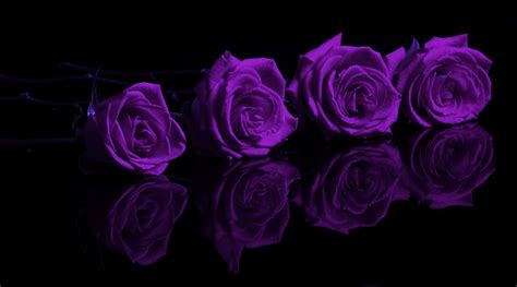 Download Purple Rose Wallpaper Background Of By Larryc76 Purple