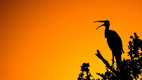 Wallpaper 1920x1080 Px Birds Orange Silhouettes Skyscapes