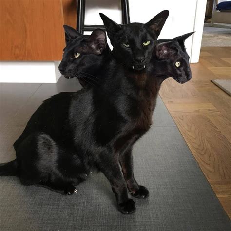 Satanstorm In 2020 Creepy Cat Rare Cats Cats