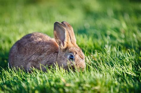 Easter Rabbit On Fresh Green Grass Stock Photo Image Of Cute Charm