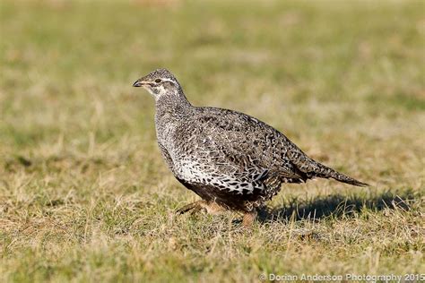 The Speckled Hatchback Post 18 Greater Sage Grouse Showcase In
