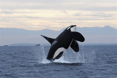 Orca Killed By Satellite Tag Leads To Criticism Of Science