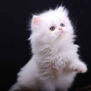Satu perangai comel kucing ini adalah ia sangat manja dan mudah mesra dengan orang. Kucing Persia Putih | Gambar Lucu