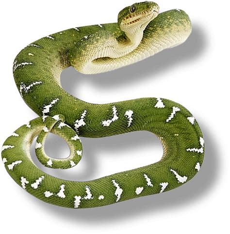 Render Reptiles - Renders serpent vert | Reptiles, Snake ...