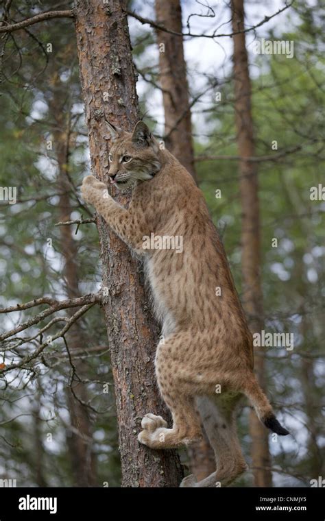 Eurasian Lynx Lynx Lynx Adult Climbing Tree In Coniferous Forest